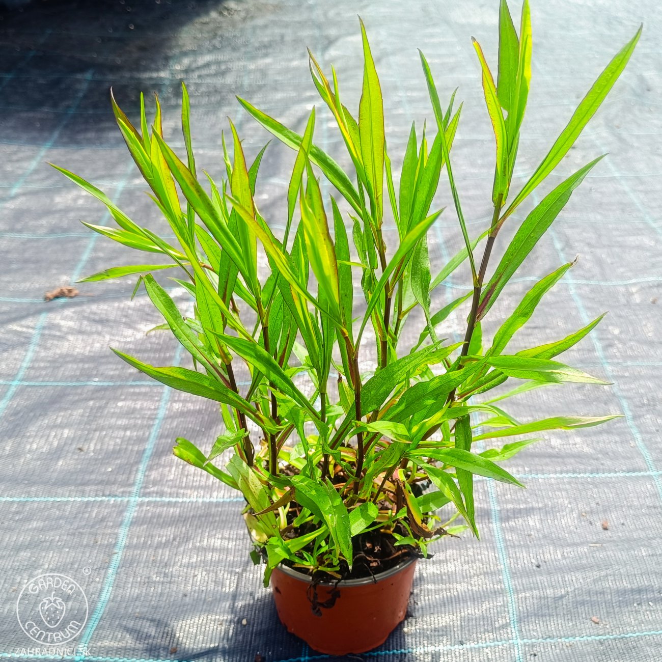 Obrázok Astra krovitá (Aster dumosus) ‘PETER HARRISON’ - kont. C1,5L